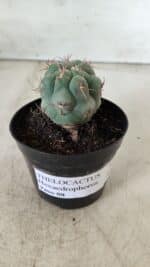 THELOCACTUS Hexaedrophorus Nº 86 – VASO 09