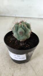 THELOCACTUS Hexaedrophorus Nº 86 – VASO 09 - Imagem 8