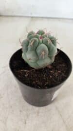THELOCACTUS Hexaedrophorus Nº 86 – VASO 09 - Imagem 6