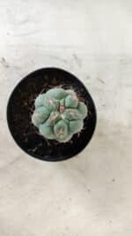 THELOCACTUS Hexaedrophorus Nº 86 – VASO 09 - Imagem 3