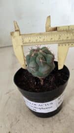 THELOCACTUS Hexaedrophorus Nº 86 – VASO 09 - Imagem 4