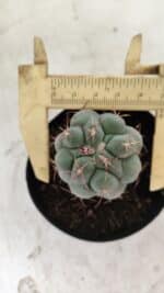 THELOCACTUS Hexaedrophorus Nº 86 – VASO 09 - Imagem 5