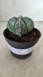 ASTROPHYTUM MYRIOSTIGMA Nº 642 "4 Quinas"– vaso 11 - Imagem 2