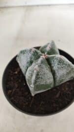 ASTROPHYTUM MYRIOSTIGMA Nº 642 "4 Quinas"– vaso 11 - Imagem 6