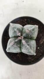 ASTROPHYTUM MYRIOSTIGMA Nº 642 "4 Quinas"– vaso 11 - Imagem 3