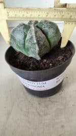 ASTROPHYTUM MYRIOSTIGMA Nº 642 "4 Quinas"– vaso 11 - Imagem 4
