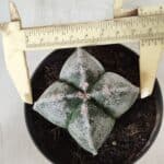ASTROPHYTUM MYRIOSTIGMA Nº 642 "4 Quinas"– vaso 11