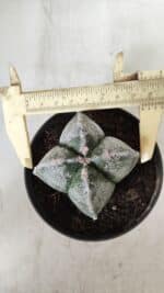 ASTROPHYTUM MYRIOSTIGMA Nº 642 "4 Quinas"– vaso 11