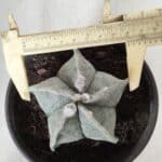 ASTROPHYTUM MYRIOSTIGMA Nº 640 – vaso 15