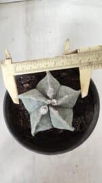 ASTROPHYTUM MYRIOSTIGMA Nº 640 – vaso 15