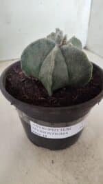 ASTROPHYTUM MYRIOSTIGMA Nº 640 – vaso 15 - Imagem 11