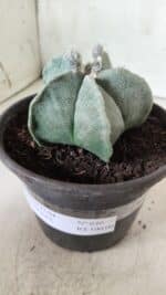 ASTROPHYTUM MYRIOSTIGMA Nº 640 – vaso 15 - Imagem 10
