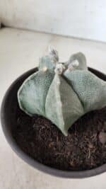 ASTROPHYTUM MYRIOSTIGMA Nº 640 – vaso 15 - Imagem 8