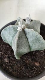 ASTROPHYTUM MYRIOSTIGMA Nº 640 – vaso 15 - Imagem 7