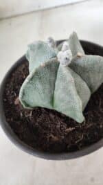 ASTROPHYTUM MYRIOSTIGMA Nº 640 – vaso 15 - Imagem 6