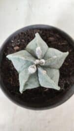 ASTROPHYTUM MYRIOSTIGMA Nº 640 – vaso 15 - Imagem 3