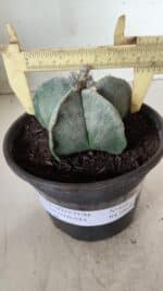 ASTROPHYTUM MYRIOSTIGMA Nº 640 – vaso 15 - Imagem 4
