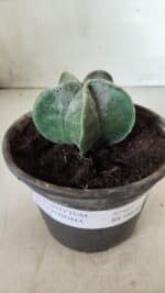 ASTROPHYTUM MYRIOSTIGMA Nº 641 – vaso 15 - Imagem 2