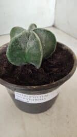 ASTROPHYTUM MYRIOSTIGMA Nº 641 – vaso 15 - Imagem 11