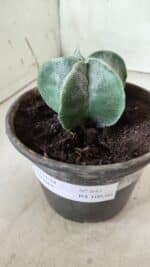 ASTROPHYTUM MYRIOSTIGMA Nº 641 – vaso 15 - Imagem 10