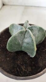 ASTROPHYTUM MYRIOSTIGMA Nº 641 – vaso 15 - Imagem 7