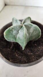 ASTROPHYTUM MYRIOSTIGMA Nº 641 – vaso 15 - Imagem 6