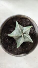 ASTROPHYTUM MYRIOSTIGMA Nº 641 – vaso 15 - Imagem 3