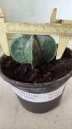 ASTROPHYTUM MYRIOSTIGMA Nº 641 – vaso 15 - Imagem 4