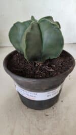 ASTROPHYTUM MYRIOSTIGMA "Nudum" Nº 643 – vaso 15 - Imagem 2