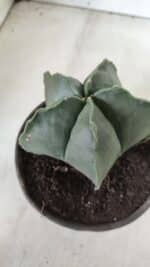 ASTROPHYTUM MYRIOSTIGMA "Nudum" Nº 643 – vaso 15 - Imagem 8