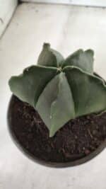 ASTROPHYTUM MYRIOSTIGMA "Nudum" Nº 643 – vaso 15 - Imagem 7