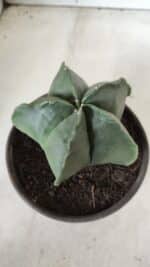 ASTROPHYTUM MYRIOSTIGMA "Nudum" Nº 643 – vaso 15 - Imagem 6