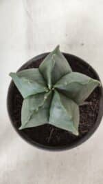 ASTROPHYTUM MYRIOSTIGMA "Nudum" Nº 643 – vaso 15 - Imagem 3