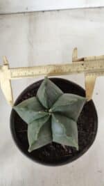 ASTROPHYTUM MYRIOSTIGMA "Nudum" Nº 643 – vaso 15