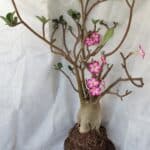 Planta ARABICUM 170 – 70cm – 06 anos