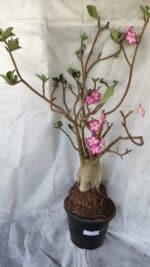 Planta ARABICUM 170 – 70cm – 06 anos