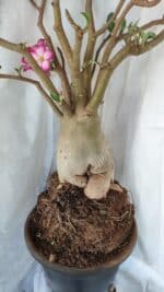 Planta ARABICUM 170 – 70cm – 06 anos - Imagem 11