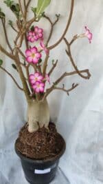 Planta ARABICUM 170 – 70cm – 06 anos - Imagem 4