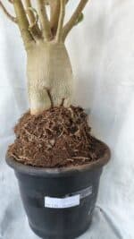 Planta ARABICUM 170 – 70cm – 06 anos - Imagem 5