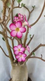 Planta ARABICUM 170 – 70cm – 06 anos - Imagem 3