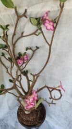 Planta ARABICUM 170 – 70cm – 06 anos - Imagem 6