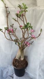 Planta ARABICUM 170 – 70cm – 06 anos - Imagem 7