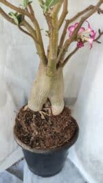 Planta ARABICUM 170 – 70cm – 06 anos - Imagem 8