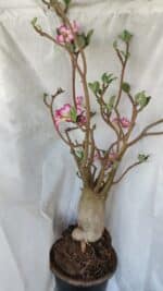 Planta ARABICUM 170 – 70cm – 06 anos - Imagem 9