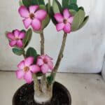 Planta ARABICUM 171 – 30cm – 02 anos