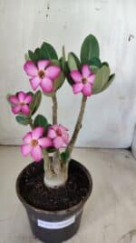 Planta ARABICUM 171 – 30cm – 02 anos