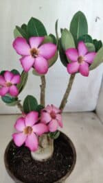 Planta ARABICUM 171 – 30cm – 02 anos - Imagem 3