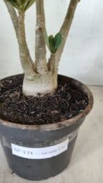 Planta ARABICUM 171 – 30cm – 02 anos - Imagem 6