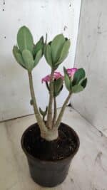 Planta ARABICUM 171 – 30cm – 02 anos - Imagem 5