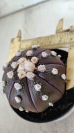 ASTROPHYTUM ASTERIAS “Purple”  Nº 709 – vaso 09 - Imagem 6